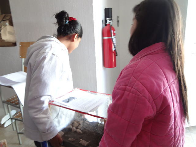 ECOSISTEMA, DIFERENTES TIPOS DE RESPIRACIÓN